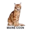 maine_coon