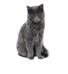 nebelung