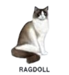 ragdoll