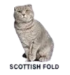 scottish_fold