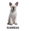 siamese