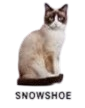 snowshoe
