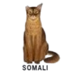somali