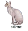 sphynx